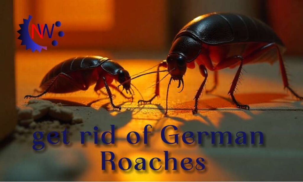 German Cockroaches German Cockroaches
