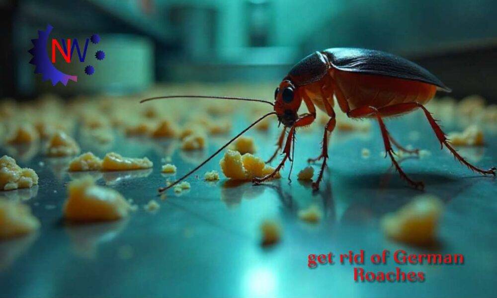 get rid of German Roaches