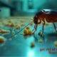 get rid of German Roaches