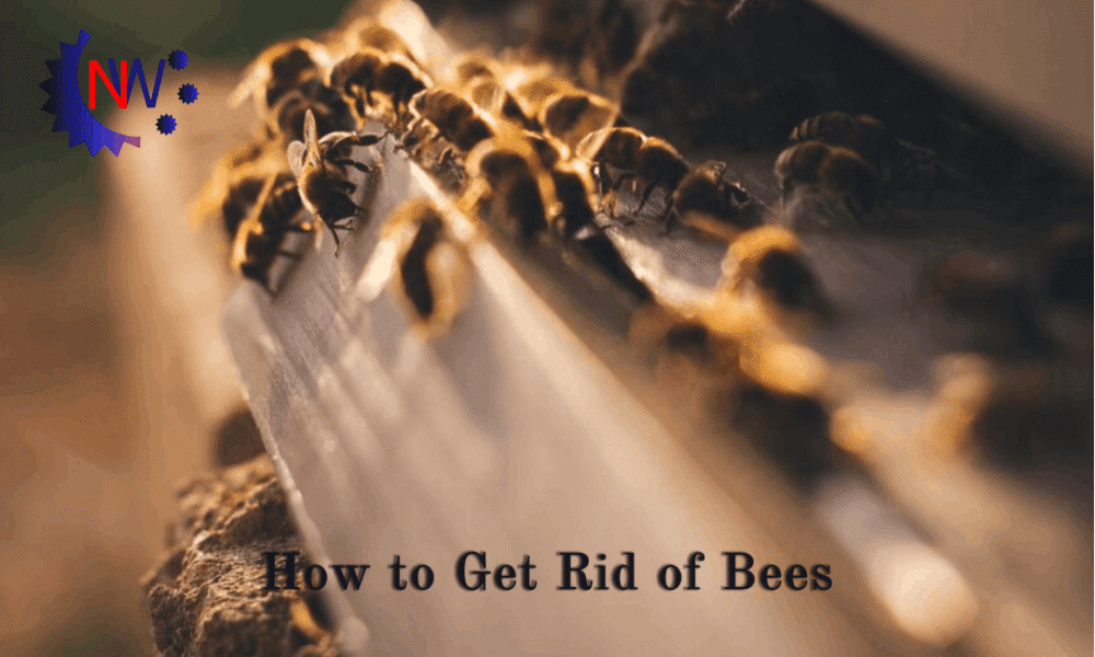How to Get Rid of Bees