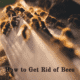 How to Get Rid of Bees